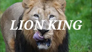 THE LION KING 2020 circel Of Life/Nants Ingonyama /opening scene Clips