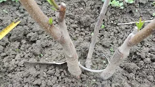 which way of grafting a tree is better yearly comparison