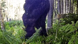 Most Disturbing Trail Cam Captures No One Expected