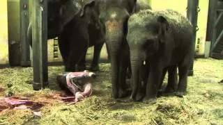 Geburt des Elefantenbabys Nr. 5 im Erlebnis-Zoo Hannover