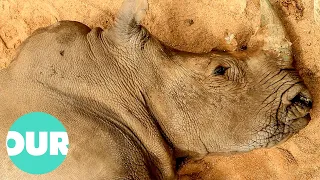 The Rhino Horn: The Worlds Most Valuable Commodity | Animal Black Ops | Our World