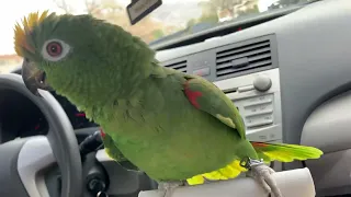 Parrot Talking | Amazon Parrot