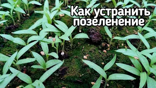 Зеленеет земля на рассаде. Как устранить позеленение?!