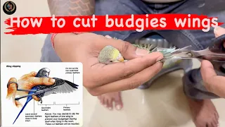 How to Cut Budgies Wings | Budgies टोटे के पर कैसे काटें?