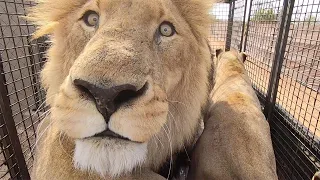 Super Smeller - Siam | The Lion Whisperer