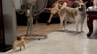 Chihuahua Puppy Barks At Bigger Dog