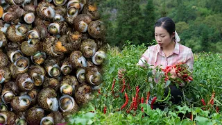 抓不完的魚和螃蟹，撿不完的牛眼螺，只有大退潮後去趕海才能碰到｜Conch and Chili Recipe. (Unlock Traditional Chinese Food)野小妹wild girl