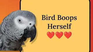 Bird Boops Herself 🥰 #birds #animals #pets #funny #cute #youtube #fyp #fun #lol #cosmothefunnyparrot