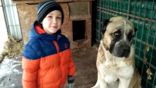 Алабай и дети. Дети разбудили алабая  и вытащили его из домика. Kids woken up big dog.