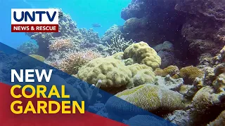 1 bagong Manila Bay coral garden, nadiskubre sa Maragondon