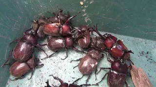 カブトムシフェスタ2018　A large number of Japanese rhinoceros beetles 【カブトムシ・クワガタムシ】