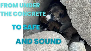 Puppy Rescue: From Under the Concrete to Safe and Sound #helpingstreetdogs #shorts