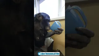 #shorts CHIMPANZEE ASKS FOR TEA. How can I refuse?: )