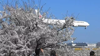 桜が満開の「さくらの山公園」で、桜と飛行機を楽しむ(成田)/2018年