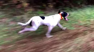 Quick Muddy Run - English Setter