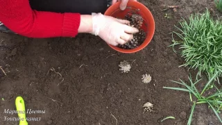 Высадка Ранункулюса в грунт. Секреты успеха