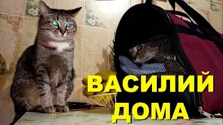 Кот Василий после операции. Our cat Vasily after surgery