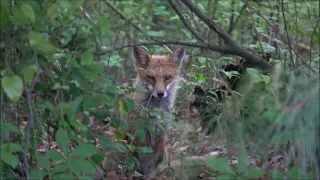 Fox, Bethany Beach DE