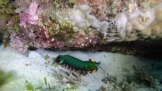 Peacock Mantis Shrimp © Laurynn Evans