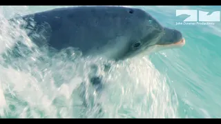 Robotic Spy Dolphin Learns To Surf!