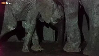 Episode #1: Injured Baby Elephant Struggles to Drink