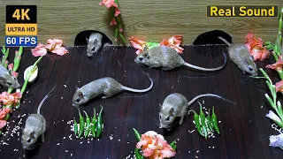 Cat TV for Cats to watch - Mice jerry hole Fun | 10 hour Mouse videos for Kittens 4K 60 FPS