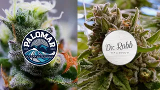 Hybrid Farms: Dr. Robb Farms and Palomar Craft Cannabis (CannaCribs)