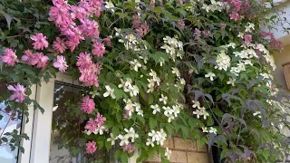 Growing Clematis in Pots