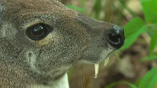 CGTN Nature: Zhangjiajie Series | Episode 7: Scents in the woods