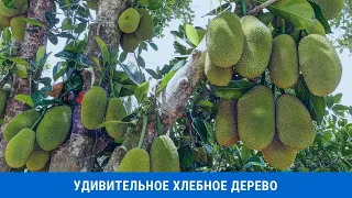 Удивительное хлебное дерево: описание, польза и техника выращивания джекфрута