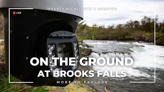On the Ground at Brooks Falls | More to Explore