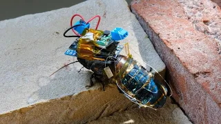 COCKROACH CYBORG CREATED BY JAPANESE SCIENTIST 🐜