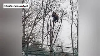 Ursul Miki s-a urcat în copacul de la Grădina Zoologică Rădăuți