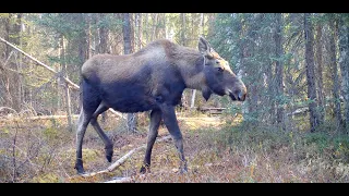 Alaska Trail Cam Video May 23, 2021