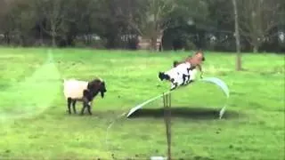 funny animals videos 2014