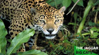 THE JAGUAR: BIG CATS - Animals Nature Wildlife (Full Documentary)