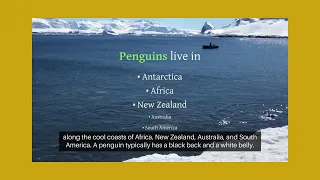 English Creations-Penguins