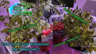 Can You Grow Tomatoes on a Balcony? Growing Tomatoes Indoors?