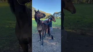 My warmblood foal 🐴 1 month vs 2 years old