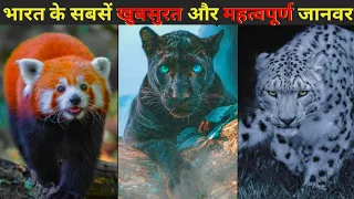 10 Indian Most Amazing Wild Animals | Wildlife Of India | Animal TV Hindi