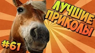 ЛУЧШИЕ ПРИКОЛЫ #61 СМЕШНЫЕ ЛОШАДИ