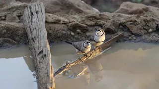 Australia  -  Birds of  South West Qld