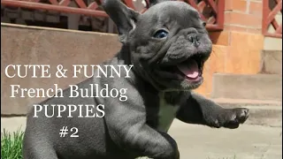 CUTE & FUNNY French bulldog PUPPIES Fails Compilation#2 TRY NOT TO LAUGH Французский бульдог приколы