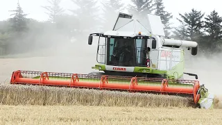 Claas Lexion 560 in the field harvesting wheat w/ 30ft. Header | Harvest 2021 | DK Agriculture