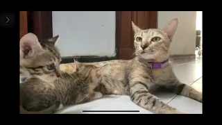 Những Hoạt Động Của Bé Mèo Nhà Thật Cute | Bác Sáu Bình Dương #cute #cat #pets