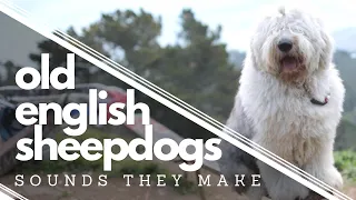40 Old English Sheepdog Sounds┃Ed&Mel