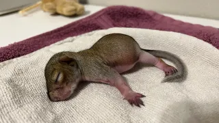 Baby squirrel - 4 weeks old: feeding & squirming