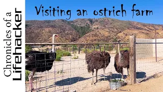 Visiting an ostrich farm in LA county California (4K video)