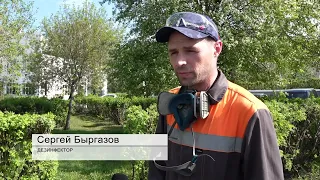 В городе обработали деревья от горностаевой моли.