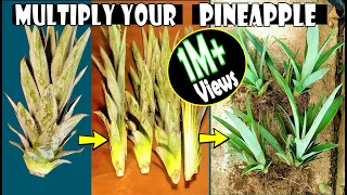 How to multiply a pineapple crown/top | Detailed method